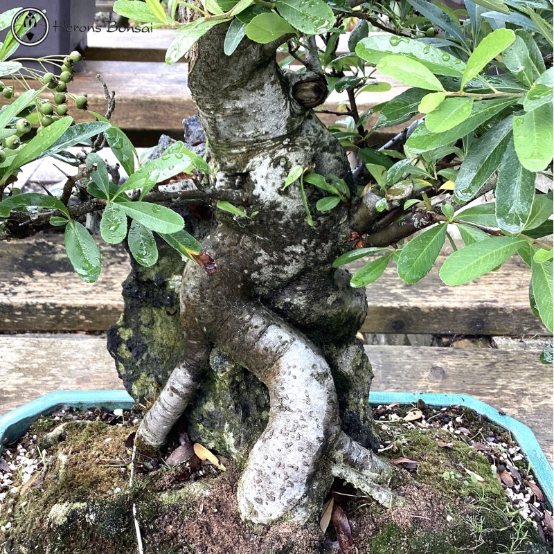 Outdoor Pyracantha Bonsai Tree | COLLECTION O