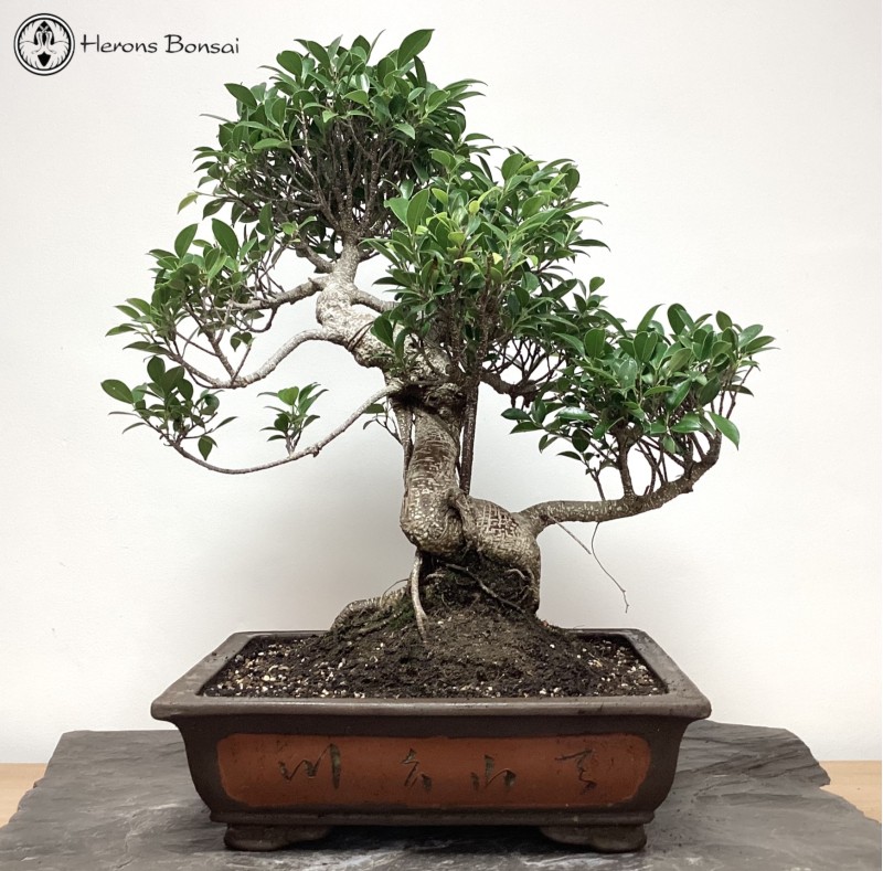Indoor Ficus Bonsai Tree | COLLECTION ONLY