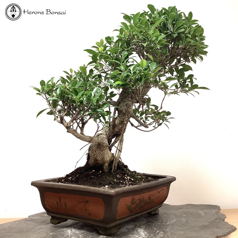 Indoor Ficus Bonsai Tree | COLLECTION ONLY