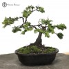 Styled Hinoki Cypress Bonsai Tree 
