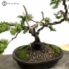 Styled Hinoki Cypress Bonsai Tree 