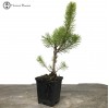 Scots Pine Starter Tree