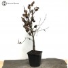 Fagus sylvatica - Beech Starter Tree 