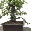 Outdoor Pyracantha Bonsai Tree | Large PC4