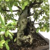Outdoor Pyracantha Bonsai Tree | Large PC8