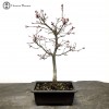 Red Deshojo Maple Bonsai Tree