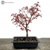 Outdoor Red Deshojo Maple Bonsai Tree