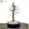 red deshojo maple bonsai tree 