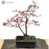Outdoor Red Deshojo Maple Bonsai Tree 