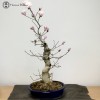 Magnolia kobus | Japanese Magnolia