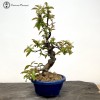 Outdoor Chinese Quince | Pseudocydonia sinens