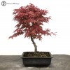Red Deshojo Maple Bonsai Tree 
