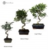 Ficus Bonsai Beginners Starter Pack