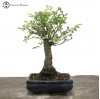 Indoor/ Outdoor Ulmus parvifolia Chinese Elm 