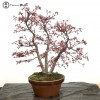 Red Deshojo Maple Triple Trunk Bonsai Tree