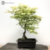 Acer Palmatum ‘Shigitatsu-sawa’ Bonsai Tree