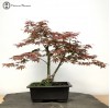 Red Deshojo Maple Bonsai Tree