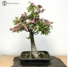Outdoor Hawthorn Bonsai | COLLECTION ONLY
