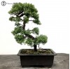 Chinese Juniper Bonsai Tree