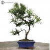 Outdoor/Indoor Podocarpus Bonsai Bonsai | Bud