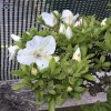 Outdoor Satsuki Azalea (white/mauve flowers) 