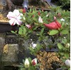 Outdoor Satsuki Azalea (white/red flowers)| H