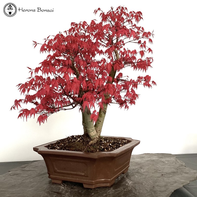 Red Deshojo Maple Triple Trunk Bonsai Tree | 