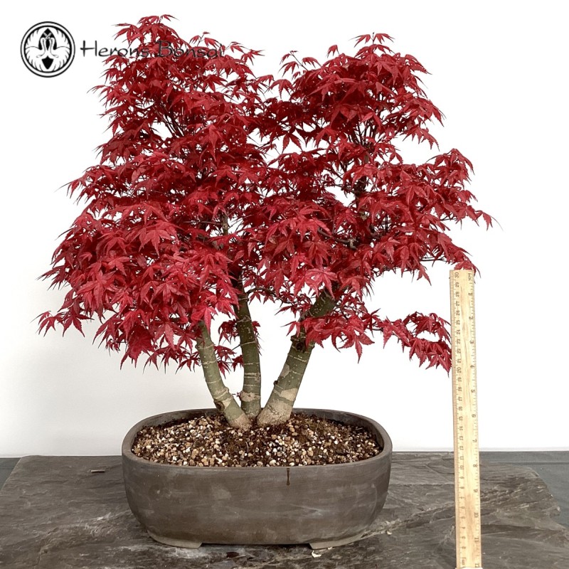 Red Deshojo Maple Triple Trunk Bonsai Tree | 