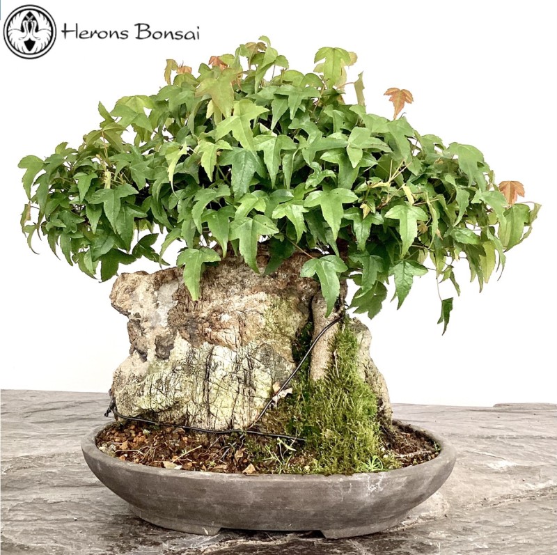 Trident Maple Bonsai Root Over Rock | COLLECT