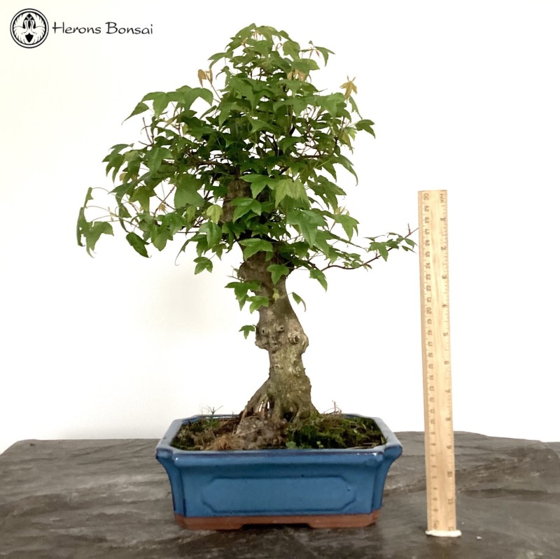 Trident Maple Bonsai Tree 