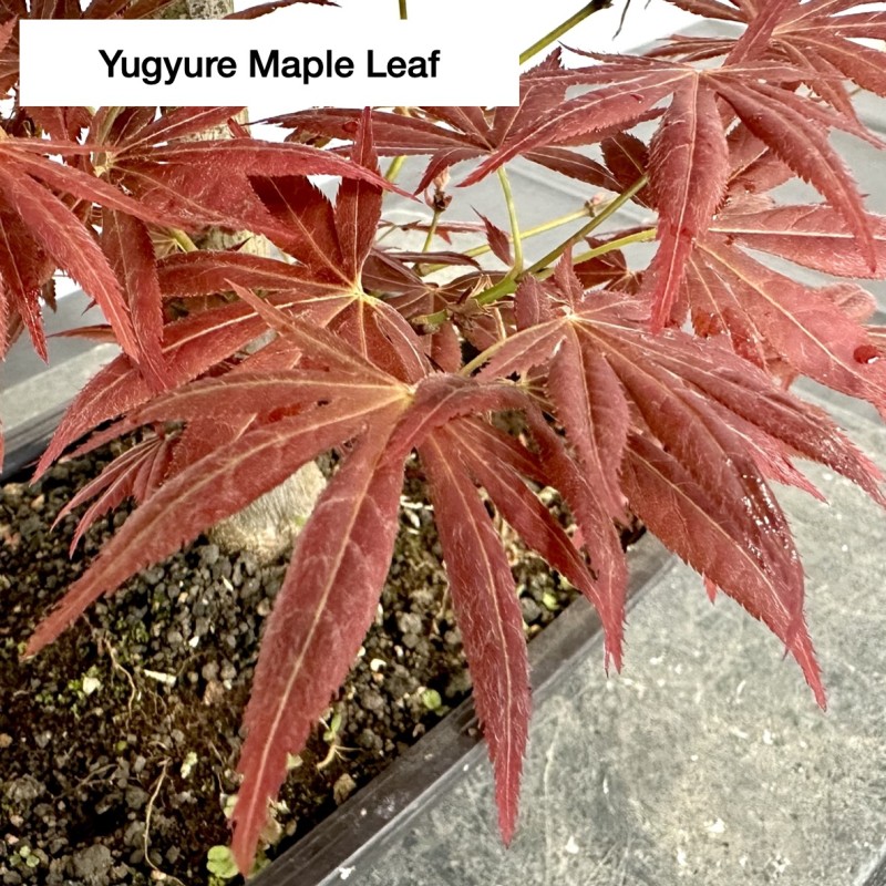 Outdoor Acer Palmatum 'Yugure' Bonsai Tree