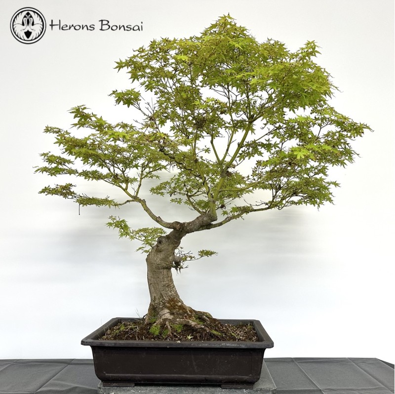 Acer Palmatum 'Mountain Maple' Bonsai Tree | 
