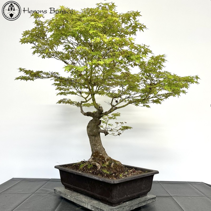 Acer Palmatum 'Mountain Maple' Bonsai Tree | 