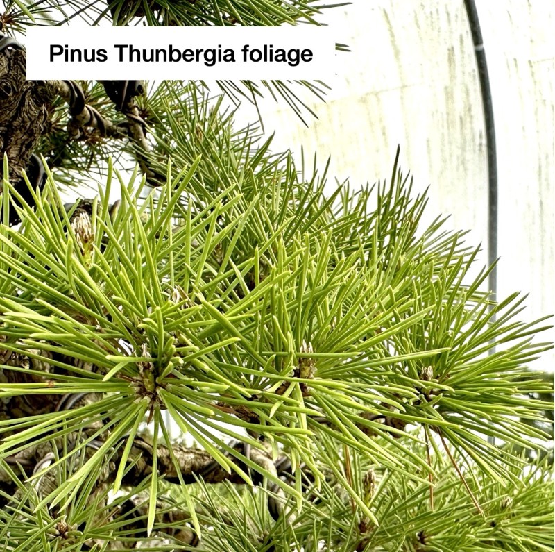 Outdoor Pinus thunbergii | Japanese Black Pin