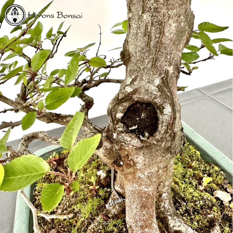 Outdoor Carpinus turczaninowii - Korean Hornb