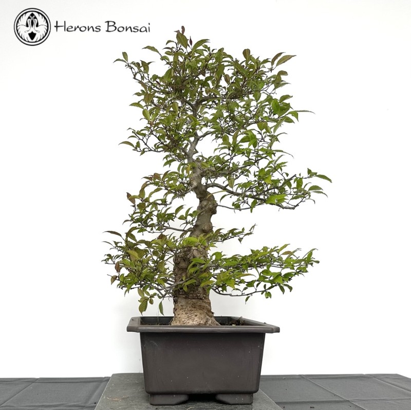 Ilex Serrata Bonsai Tree | COLLECTION ONLY
