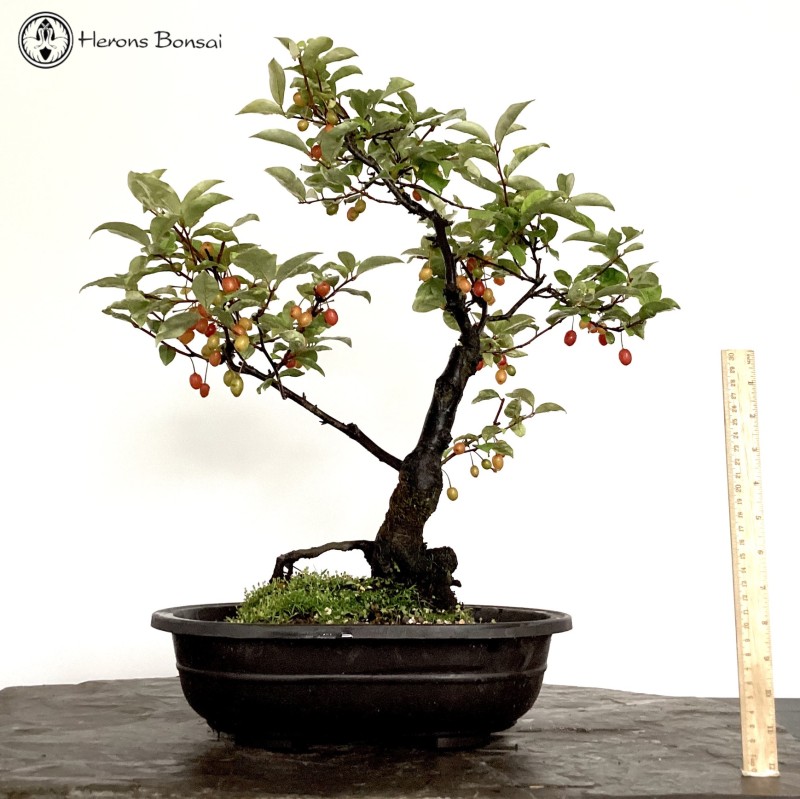 Flowering & Fruiting Elaeagnus Bonsai Tree