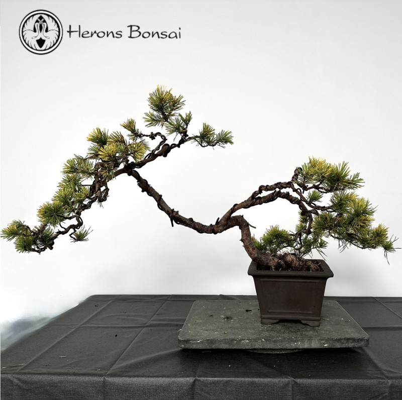 Outdoor Scots Pine Bonsai | COLLECT FROM HERO