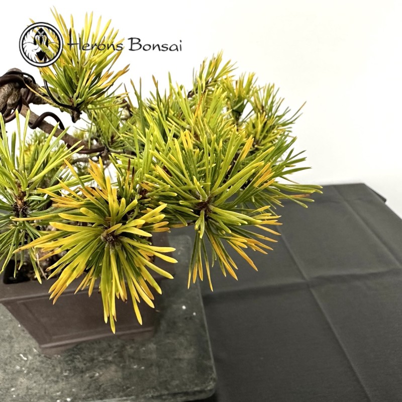 Outdoor Scots Pine Bonsai | COLLECT FROM HERO