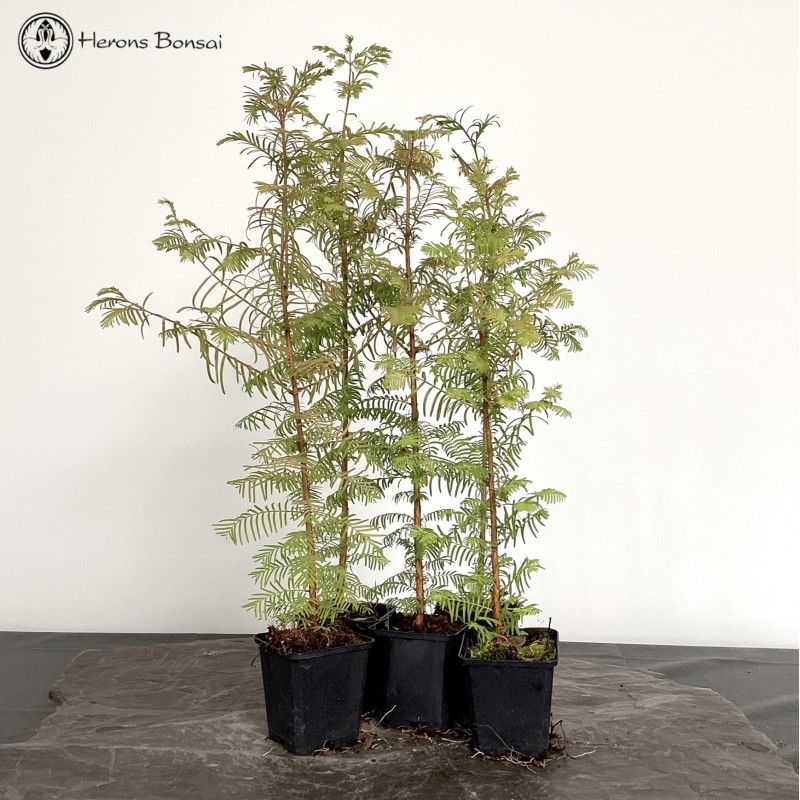Outdoor Dawn Redwood | 5 Trees