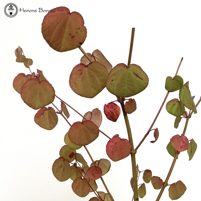 Outdoor Cercidiphyllum japonicum or Toffee Ap