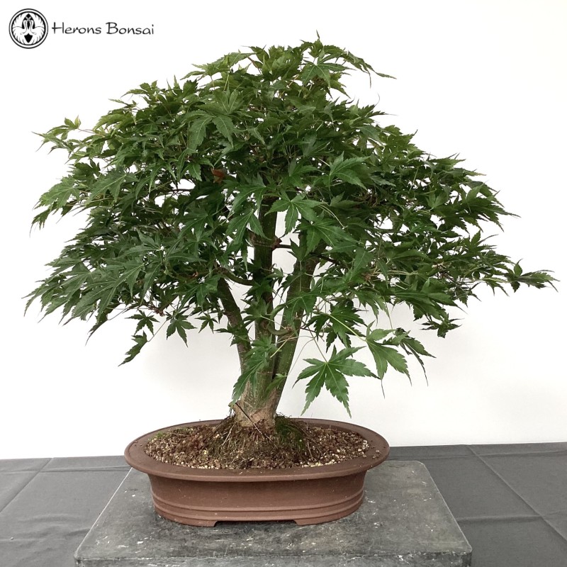 Kabaduchi Acer Palmatum Maple Bonsai | COLLEC