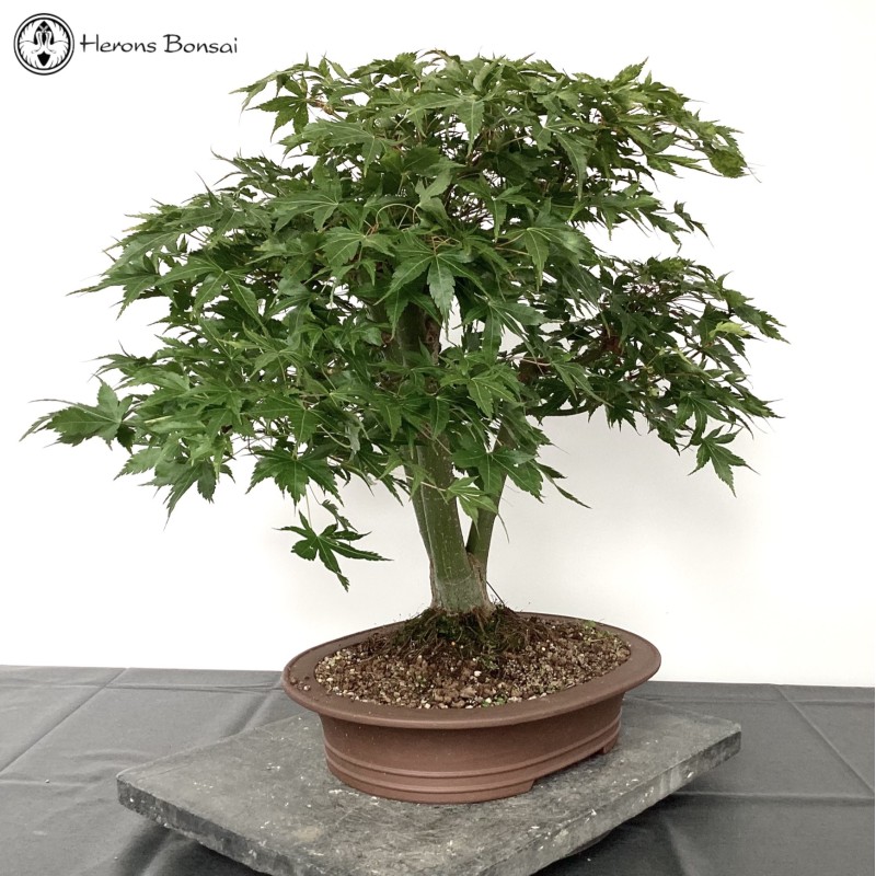 Kabaduchi Acer Palmatum Maple Bonsai | COLLEC