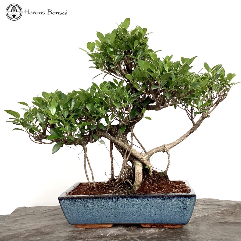 Indoor Ficus Bonsai Tree 