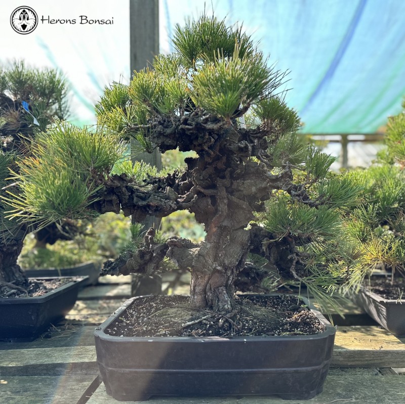 Outdoor Pinus thunbergii | Japanese Black Pin