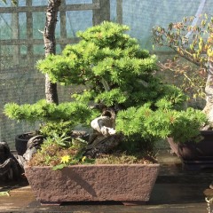 Larch Specimen Bonsai Tree | COLLECTION ONLY