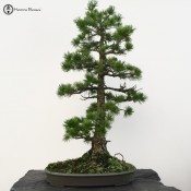 white pine - specimen 