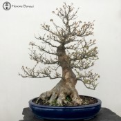 Large Trident Maple | Specimen Bonsai | COLLECTION ONLY