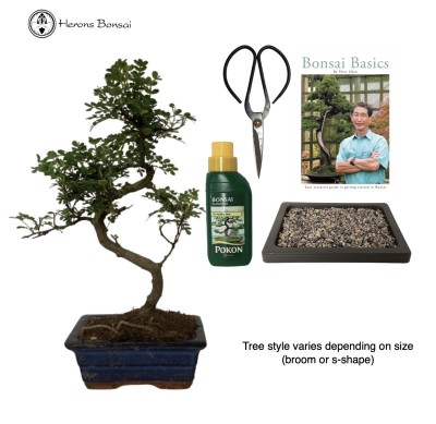 Pepper Beginners Bonsai Tree Gift Set