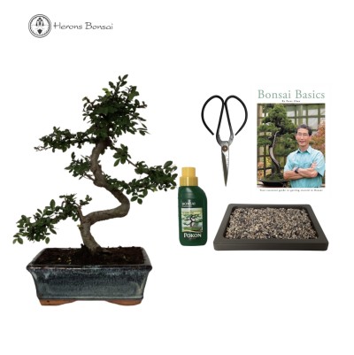 Indoor/Outdoor Chinese Elm Beginners Bonsai Tree Gift Set | S-Shape